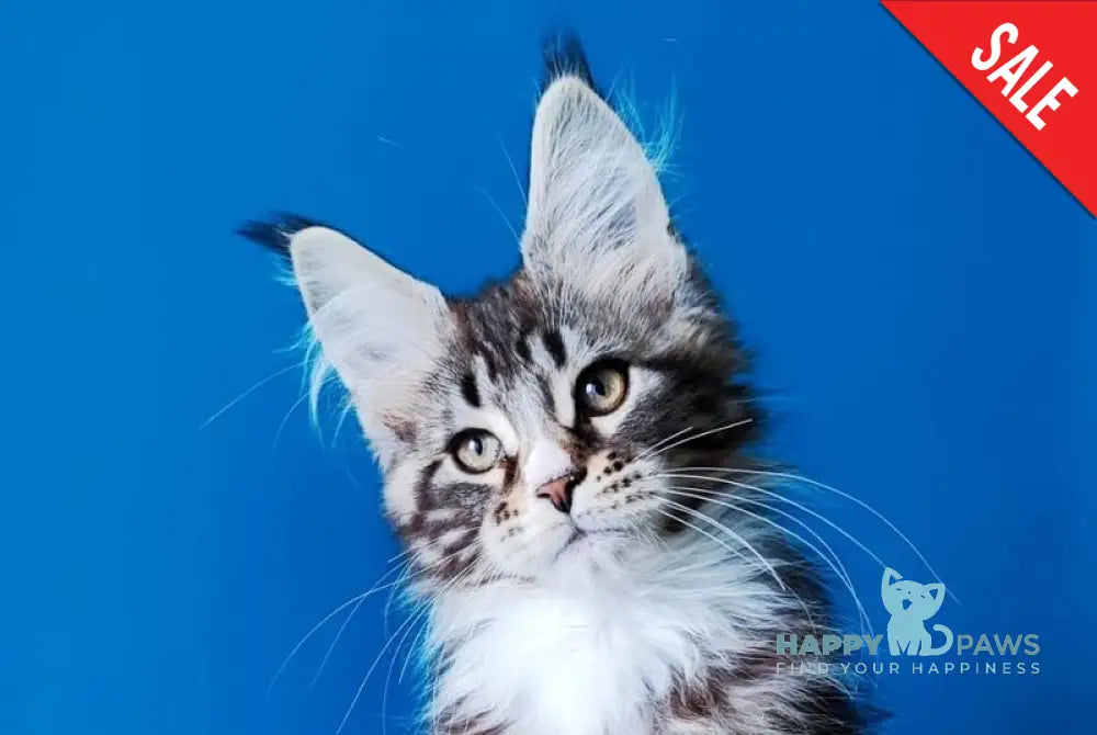Negan Bengal male black silver tabby bicolour live animals