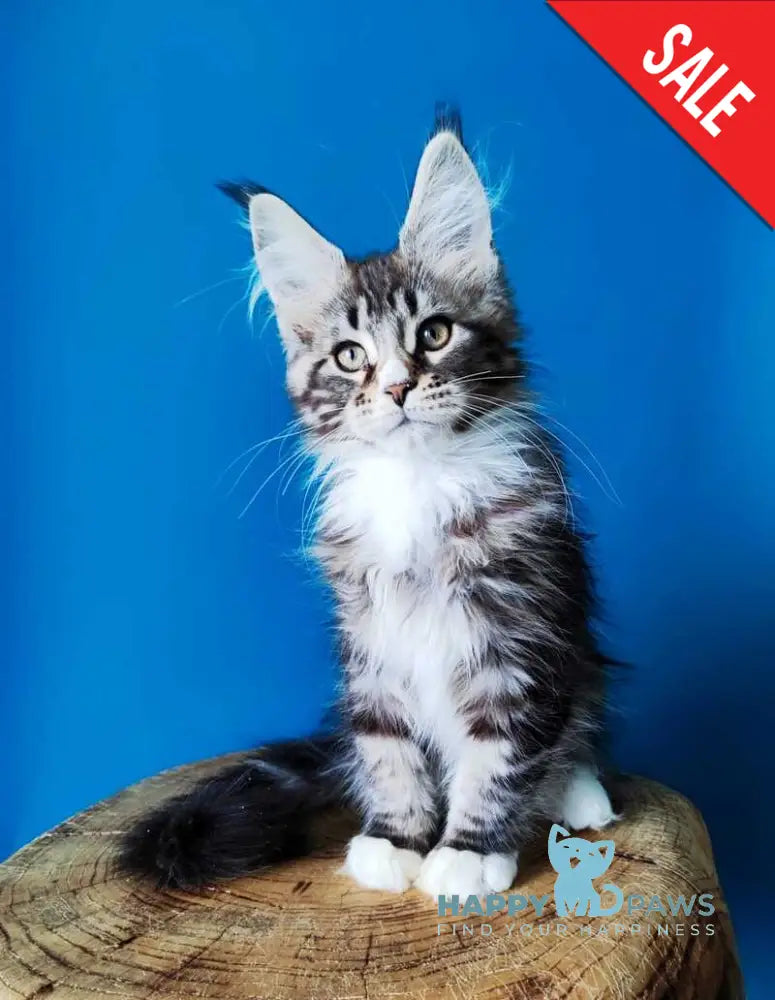 Negan Bengal male black silver tabby bicolour live animals