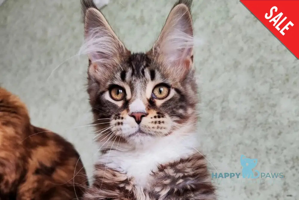 Negan Maine Coon male black silver tabby bicolour live animals