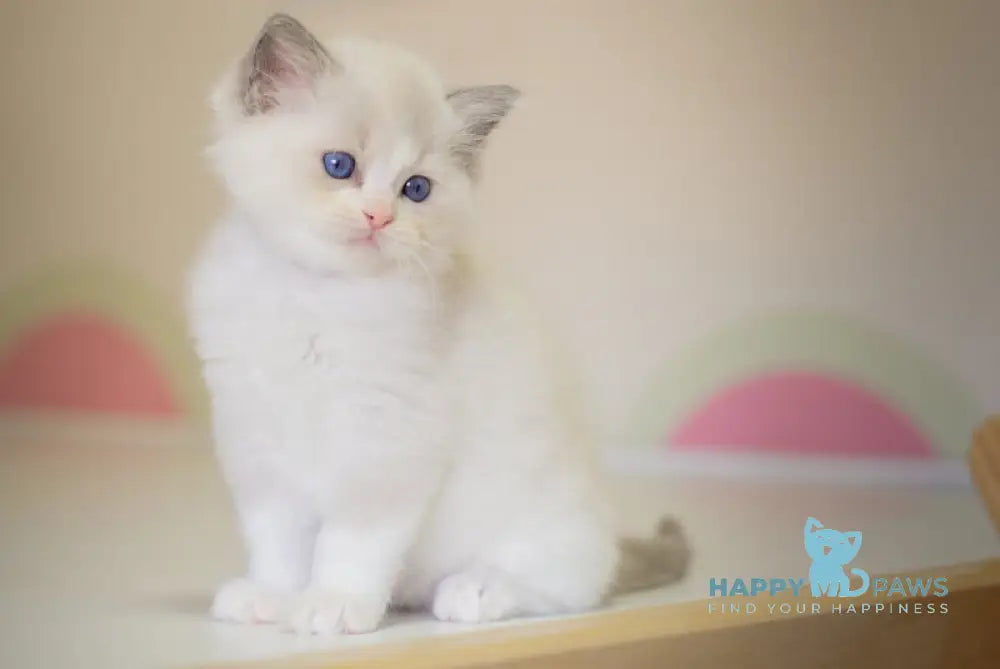 Neil Ragdoll male seal bicolour live animals