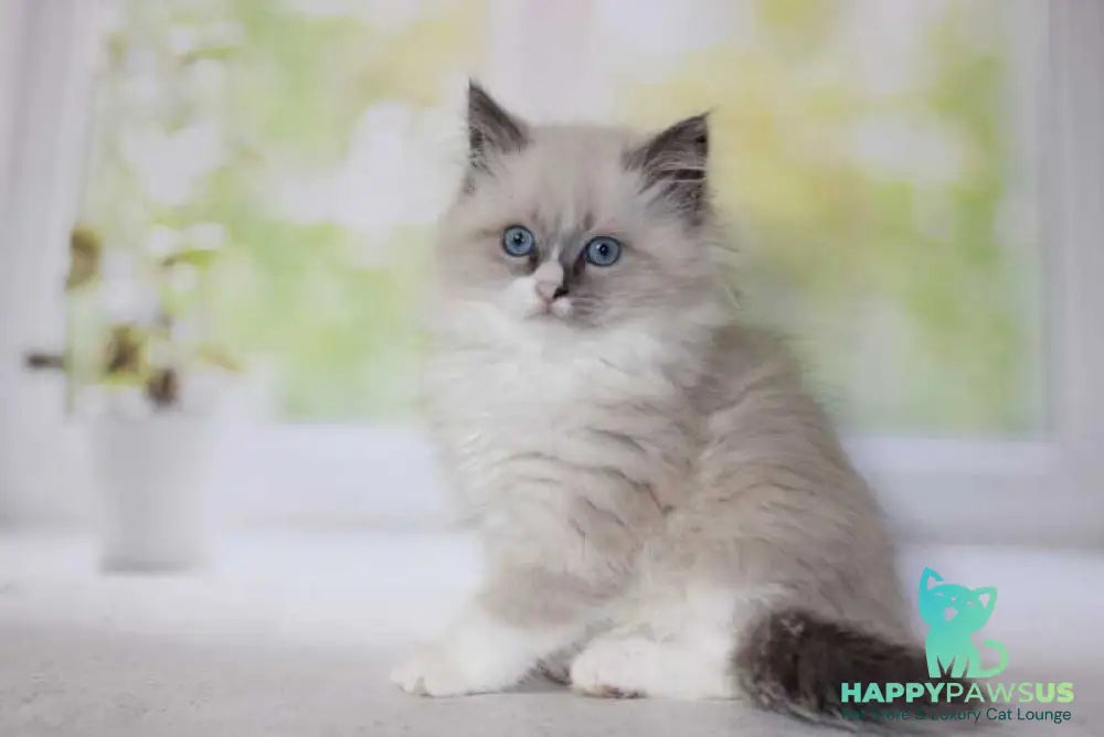 Nekole Siberian female blue pointed bicolour - live animals