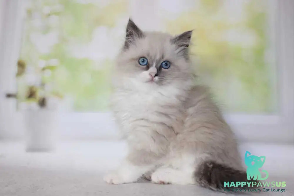 Nekole Siberian female blue pointed bicolour - live animals