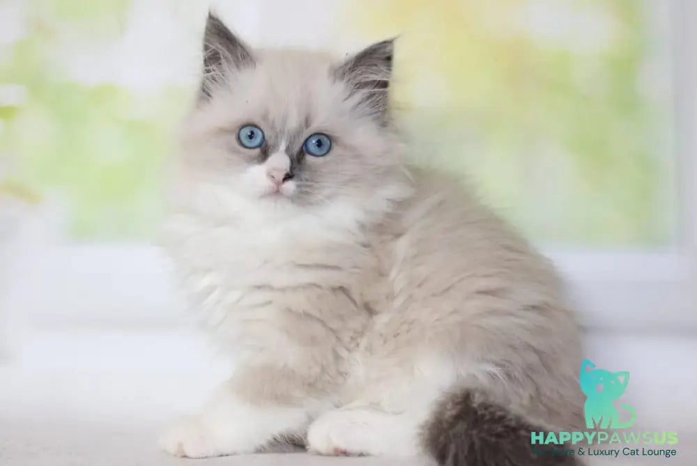 Nekole Siberian female blue pointed bicolour - live animals