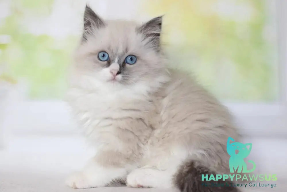 Nekole Siberian female blue pointed bicolour - live animals