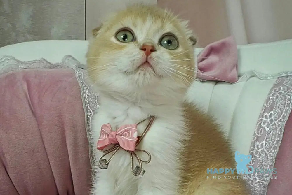 Nektarin Scottish Fold male lilac golden chinchilla bicolour live animals
