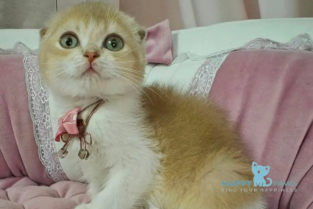 Nektarin Scottish Fold male lilac golden chinchilla bicolour live animals