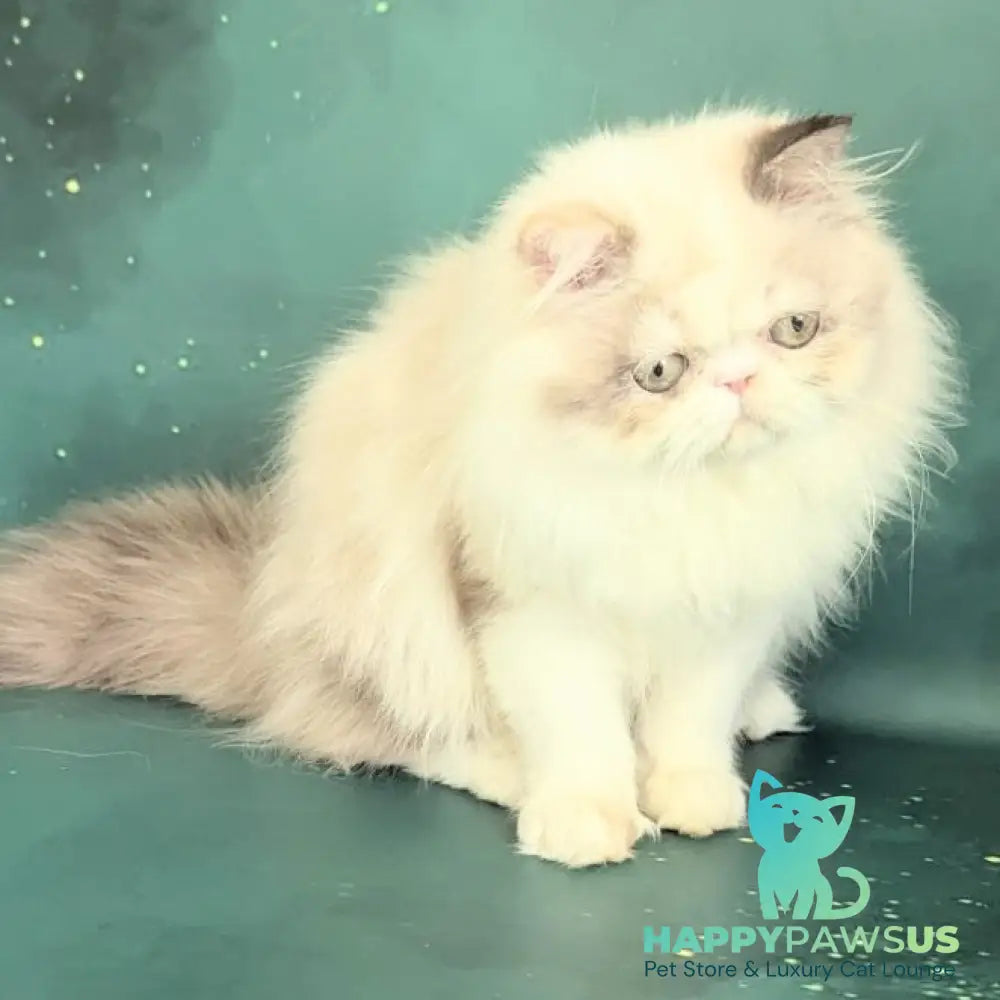 Nelli Persian female blue tortie pointed bicolour - live animals