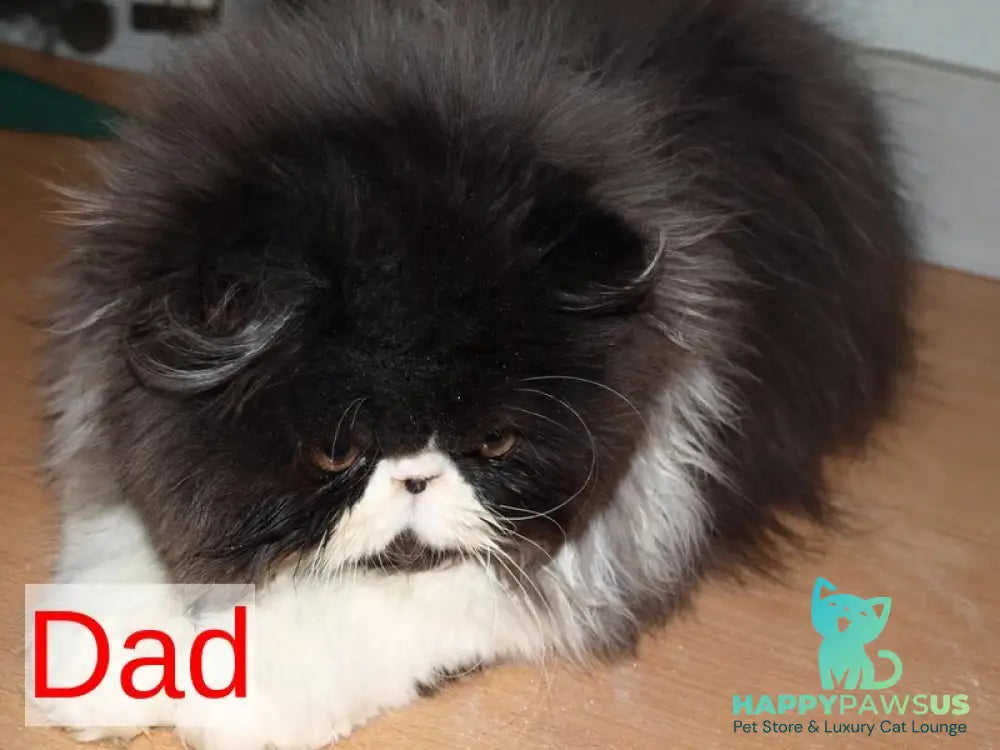 Nelli Persian female blue tortie pointed bicolour - live animals