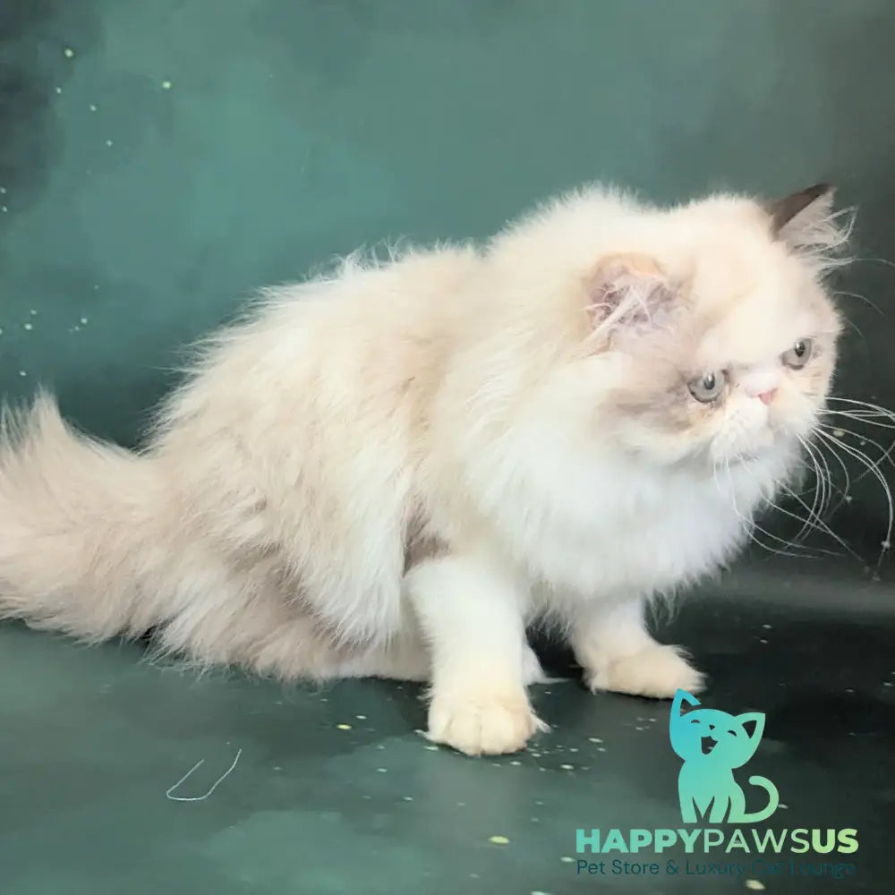 Nelli Persian female blue tortie pointed bicolour - live animals