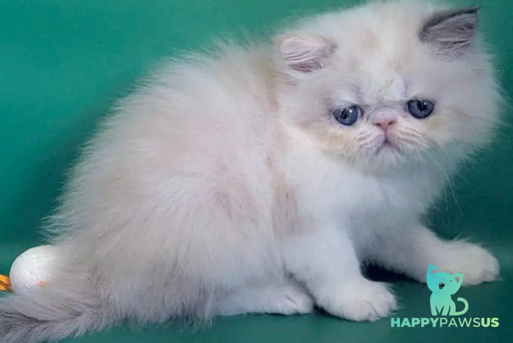Nelli Persian female blue tortie pointed bicolour - live animals
