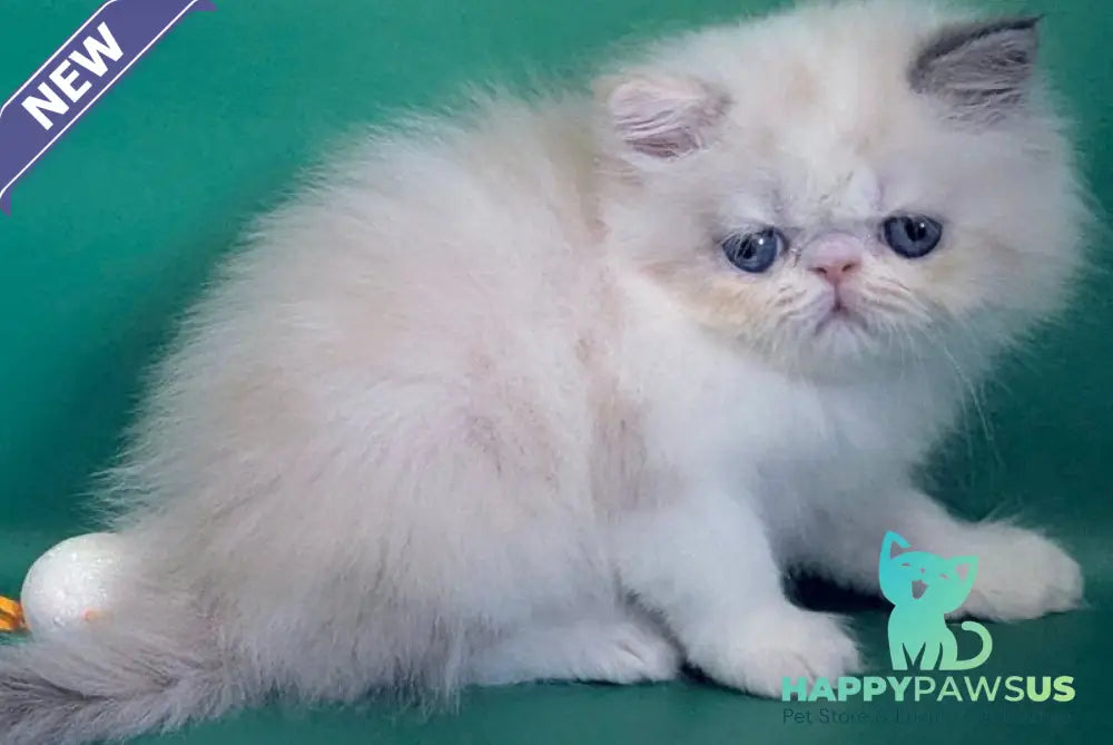 Nelli Persian female blue tortie pointed bicolour - live animals
