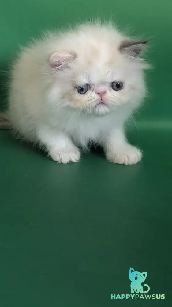 Nelli Persian female blue tortie pointed bicolour - live animals