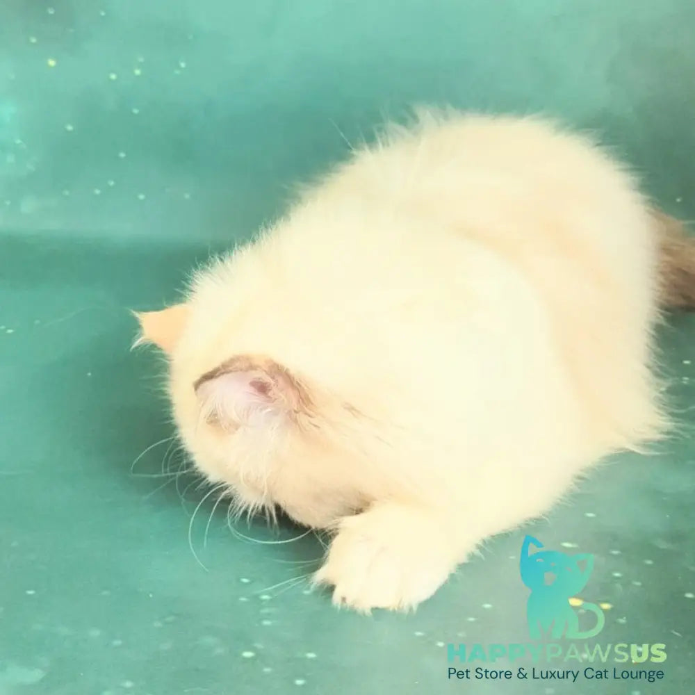 Nelli Persian female blue tortie pointed bicolour - live animals