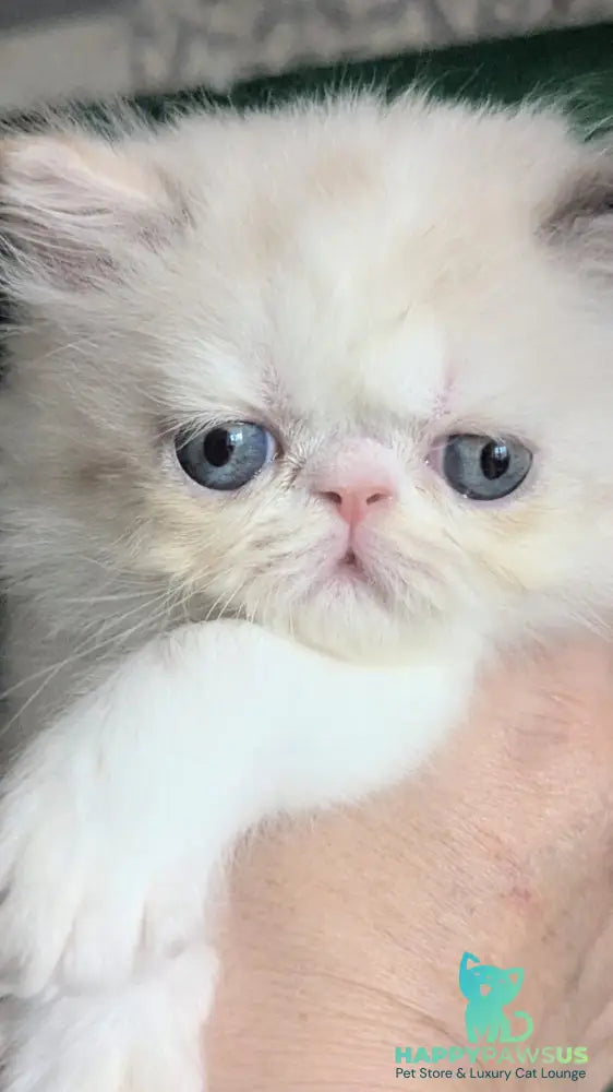 Nelli Persian female blue tortie pointed bicolour - live animals