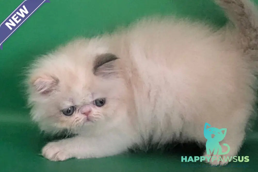 Nelli Persian female blue tortie pointed bicolour - live animals