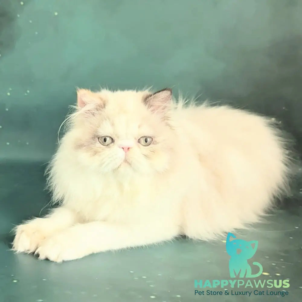 Nelli Persian female blue tortie pointed bicolour - live animals