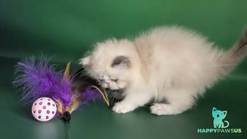 Nelli Persian female blue tortie pointed bicolour - live animals