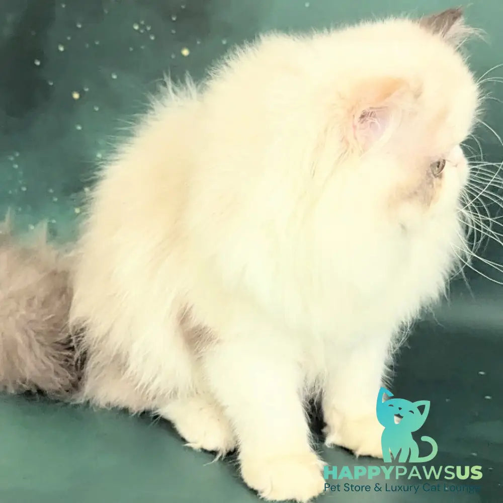 Nelli Persian female blue tortie pointed bicolour - live animals
