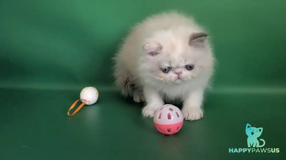 Nelli Persian female blue tortie pointed bicolour - live animals