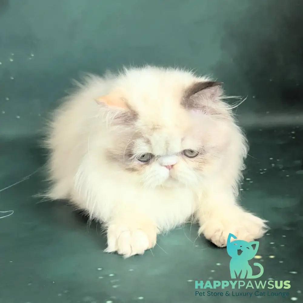 Nelli Persian female blue tortie pointed bicolour - live animals