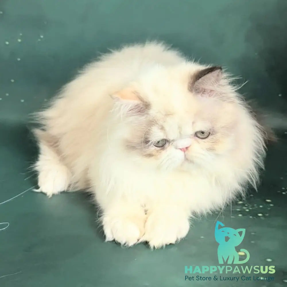 Nelli Persian female blue tortie pointed bicolour - live animals