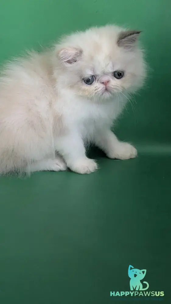 Nelli Persian female blue tortie pointed bicolour - live animals