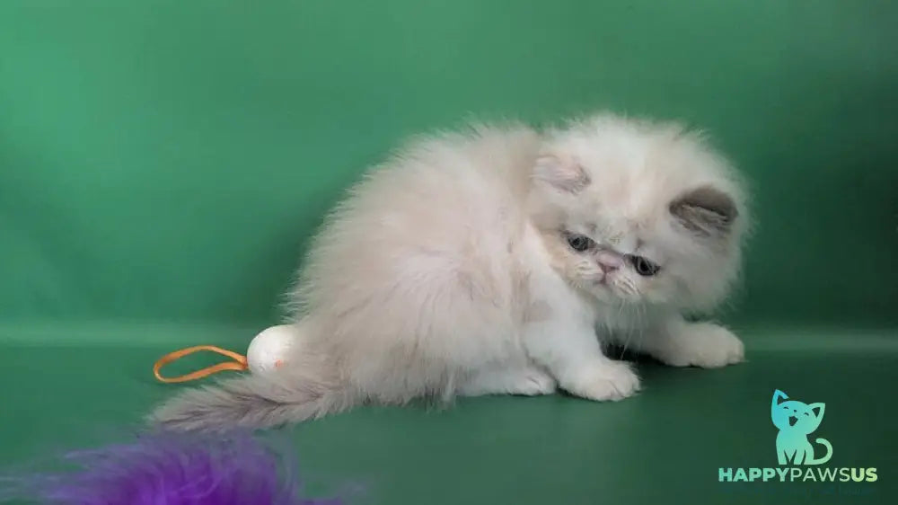 Nelli Persian female blue tortie pointed bicolour - live animals