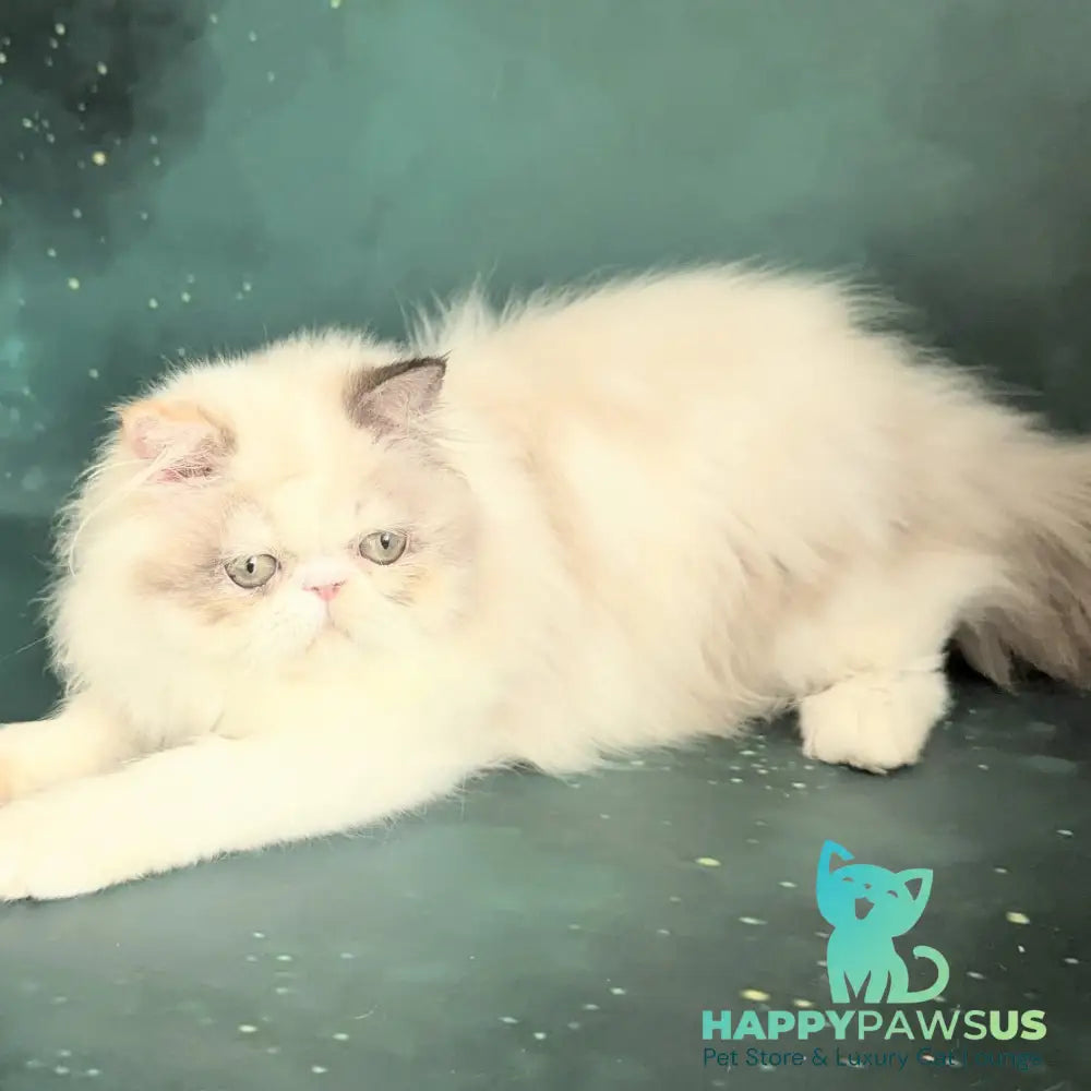Nelli Persian female blue tortie pointed bicolour - live animals
