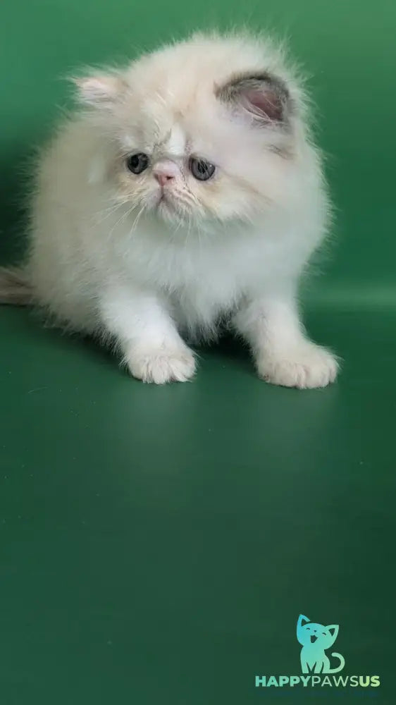 Nelli Persian female blue tortie pointed bicolour - live animals