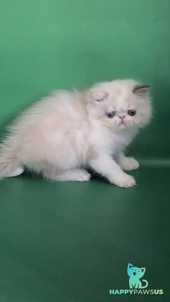 Nelli Persian female blue tortie pointed bicolour - live animals