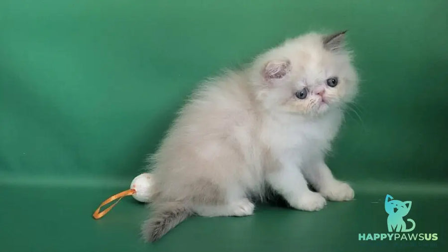 Nelli Persian female blue tortie pointed bicolour - live animals
