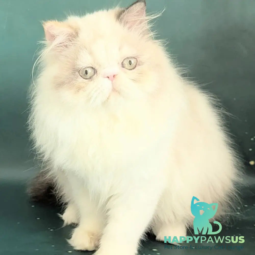 Nelli Persian female blue tortie pointed bicolour - live animals