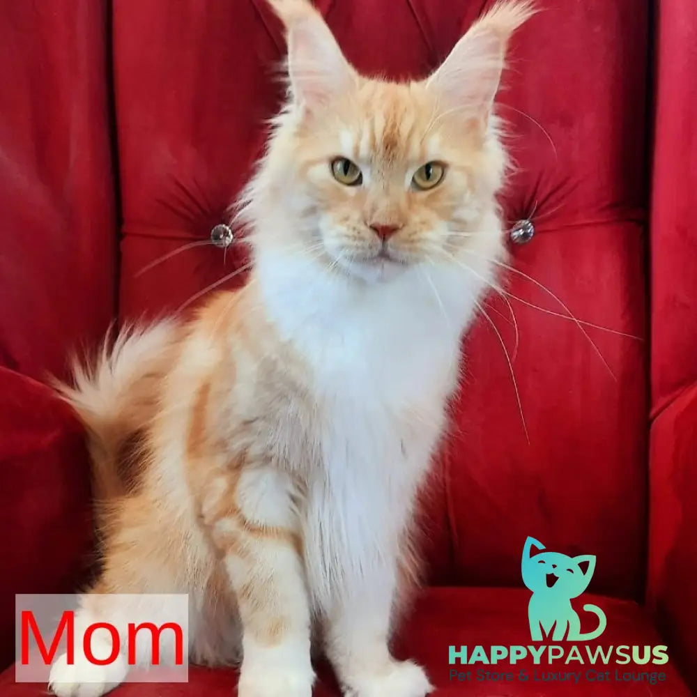 Nelly Maine Coon female blue tortie bicolour - live animals