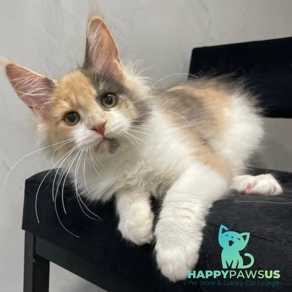 Nelly Maine Coon female blue tortie bicolour - live animals