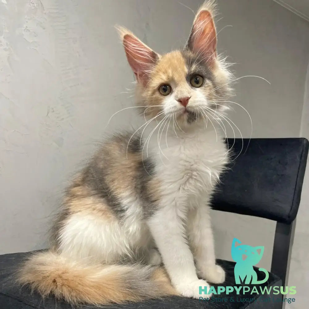 Nelly Maine Coon female blue tortie bicolour - live animals