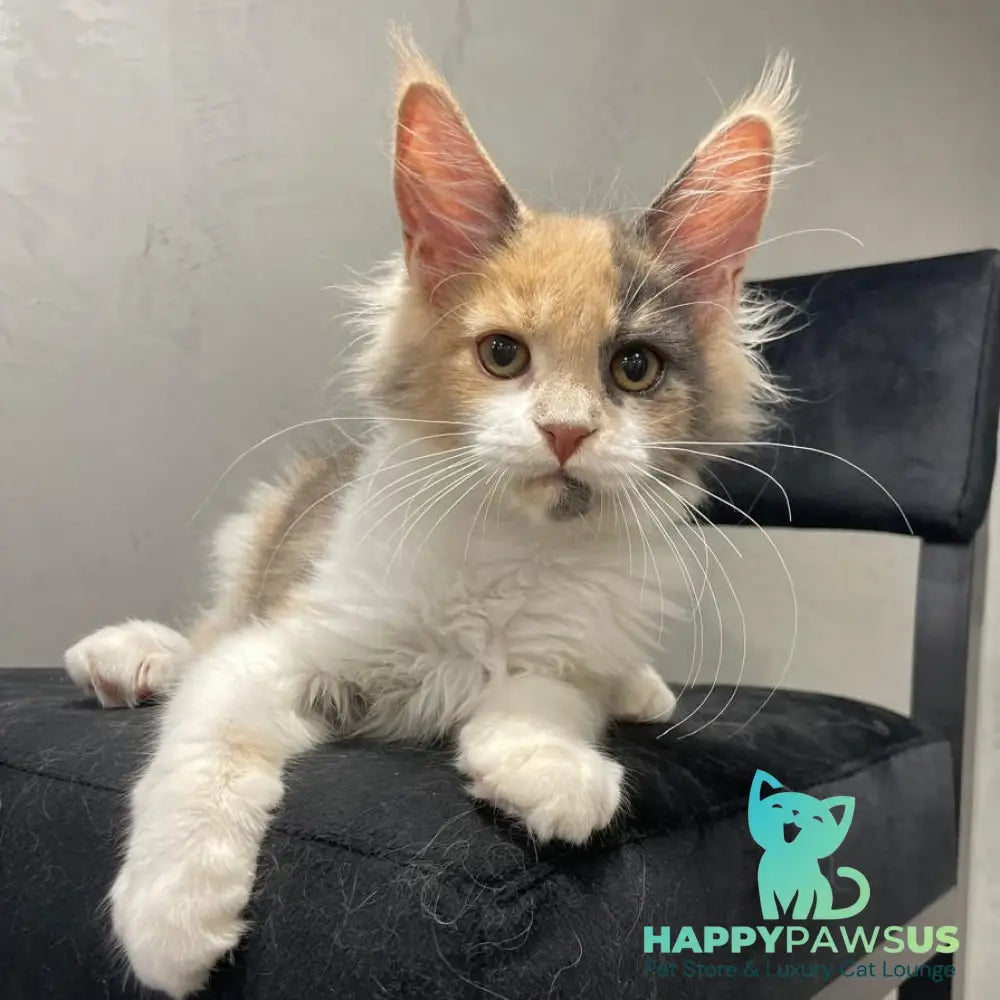 Nelly Maine Coon female blue tortie bicolour - live animals