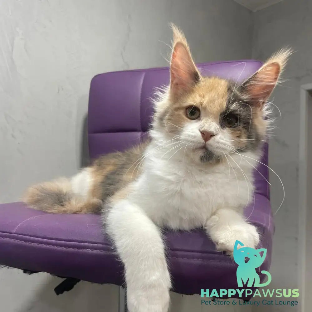 Nelly Maine Coon female blue tortie bicolour - live animals