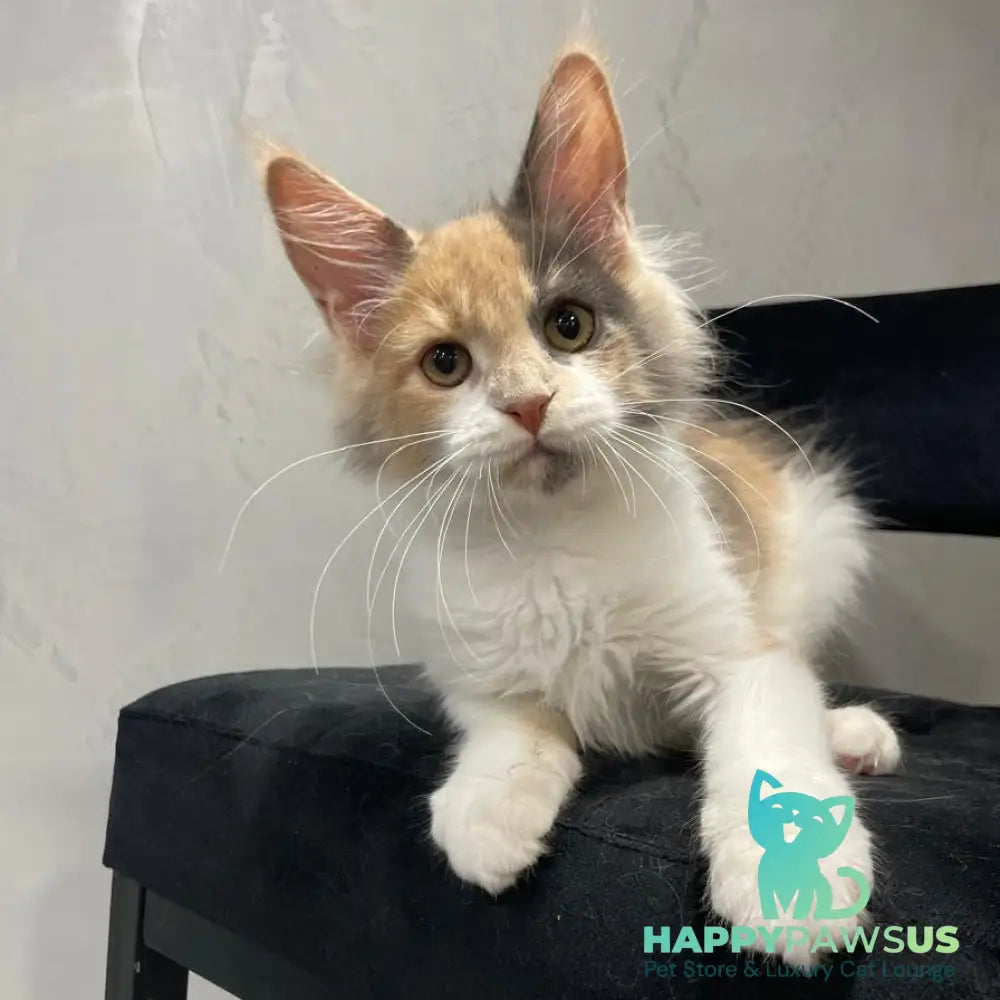 Nelly Maine Coon female blue tortie bicolour - live animals