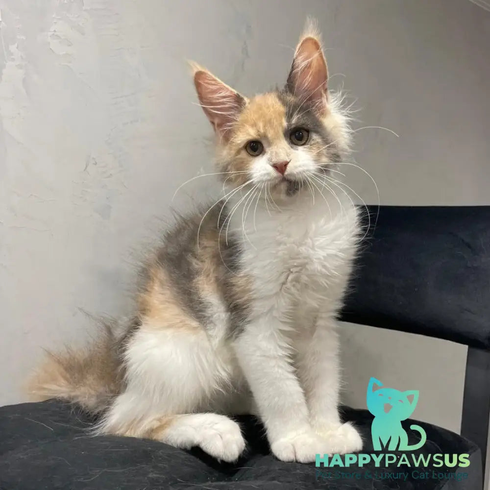 Nelly Maine Coon female blue tortie bicolour - live animals