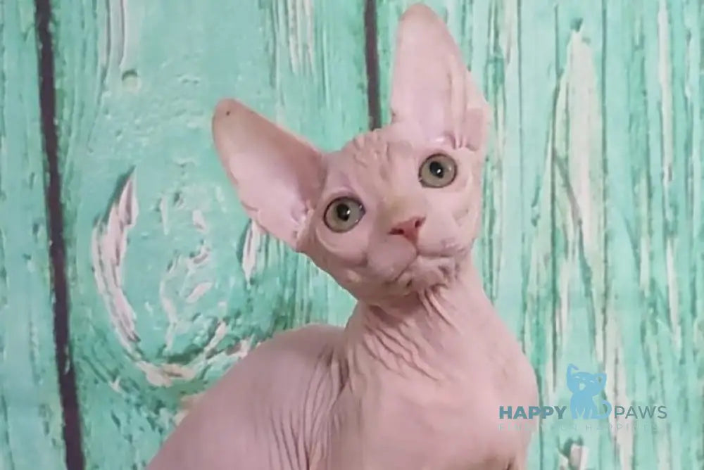 Nelson Canadian Sphynx male cream live animals