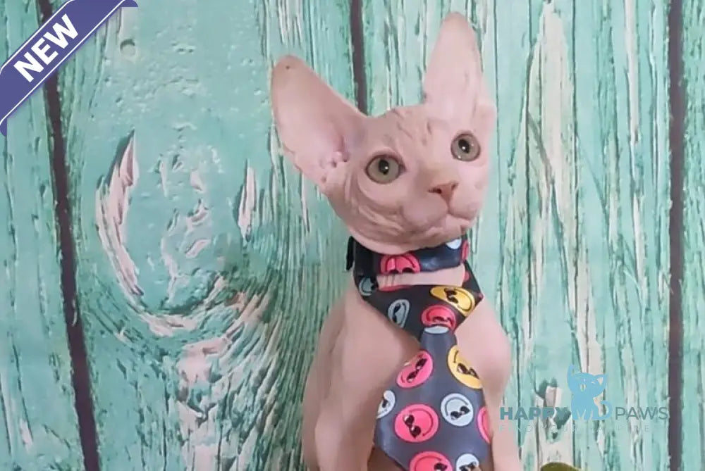 Nelson Canadian Sphynx male cream live animals