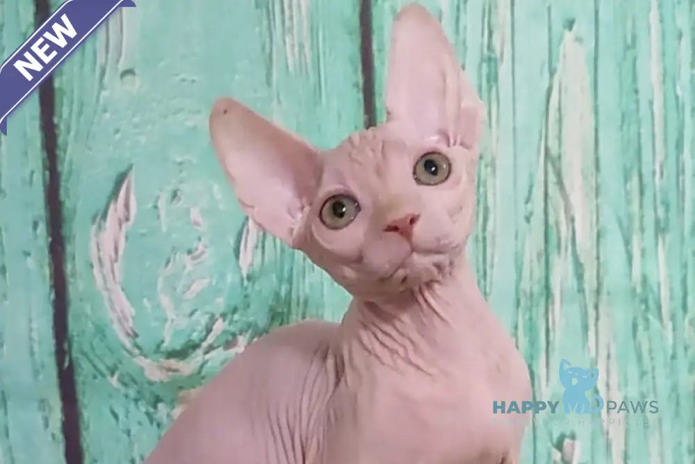 Nelson Canadian Sphynx male cream live animals