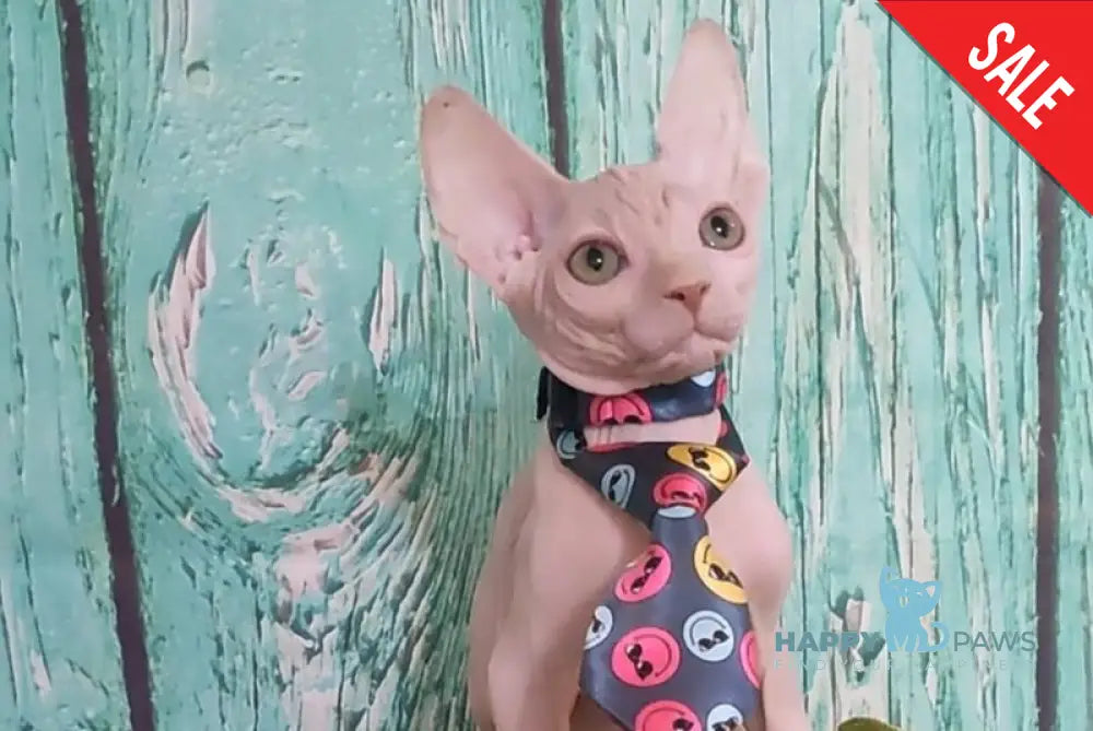 Nelson Canadian Sphynx male cream live animals