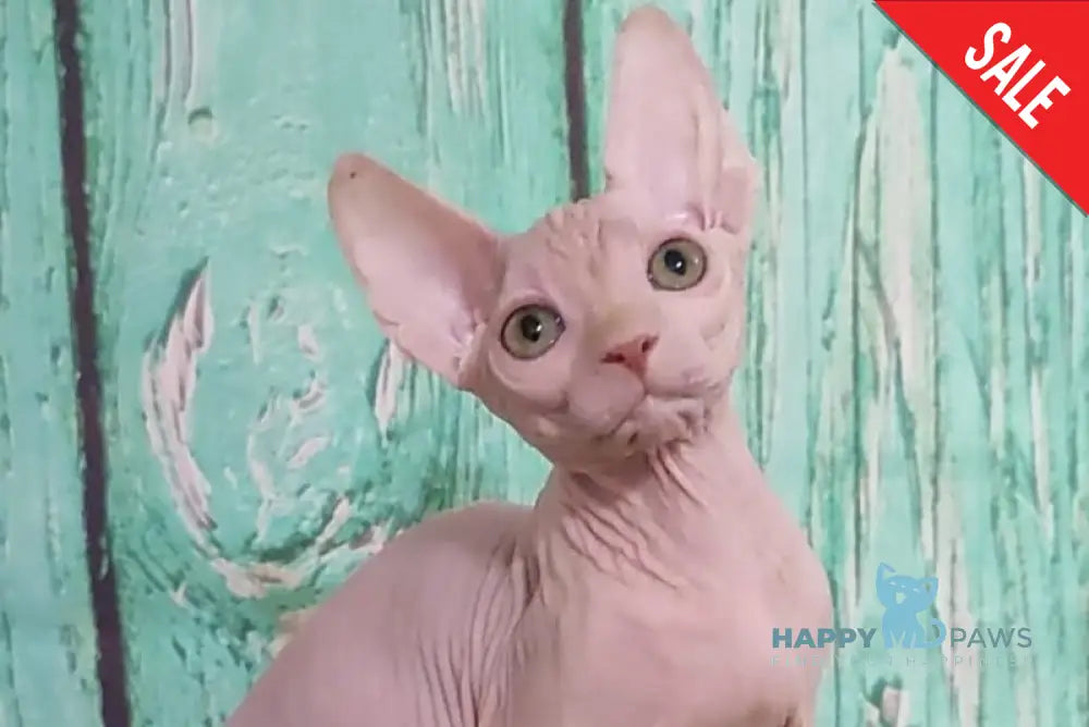 Nelson Canadian Sphynx male cream live animals