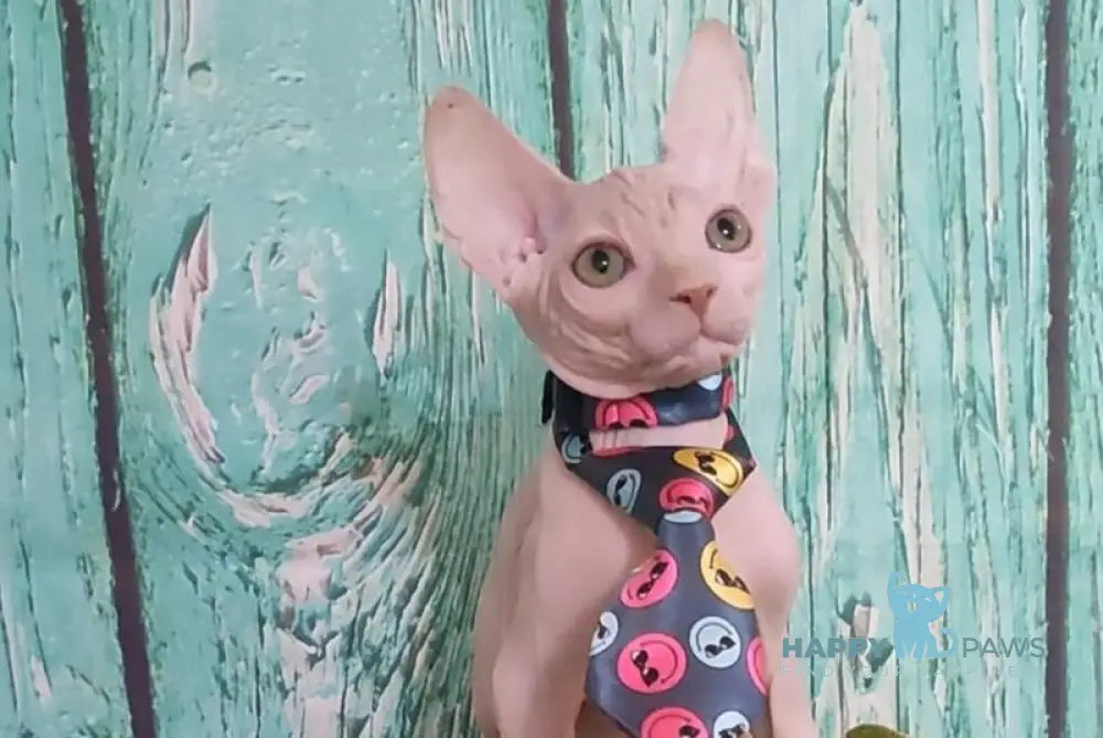 Nelson Canadian Sphynx male cream live animals