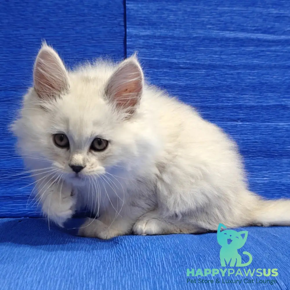 Nelson Maine Coon male black silver shaded - live animals