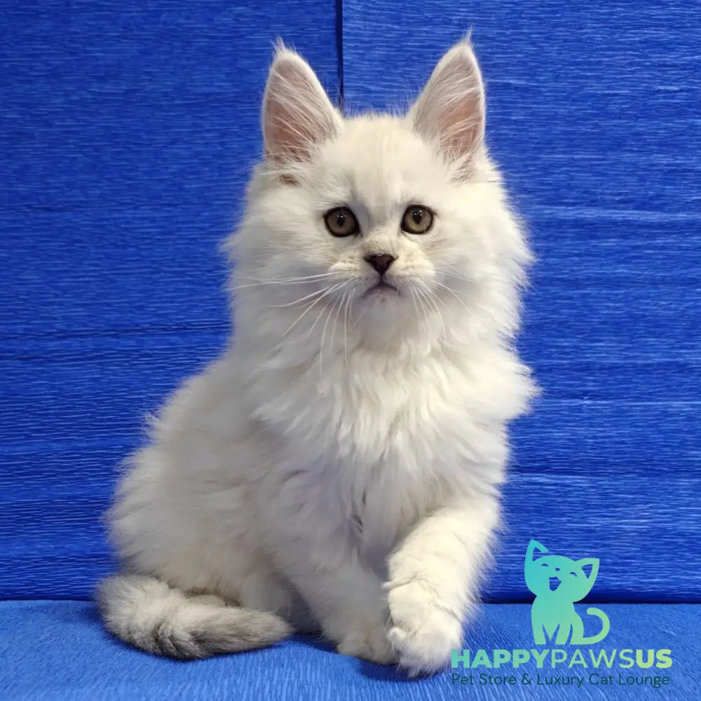Nelson Maine Coon male black silver shaded - live animals