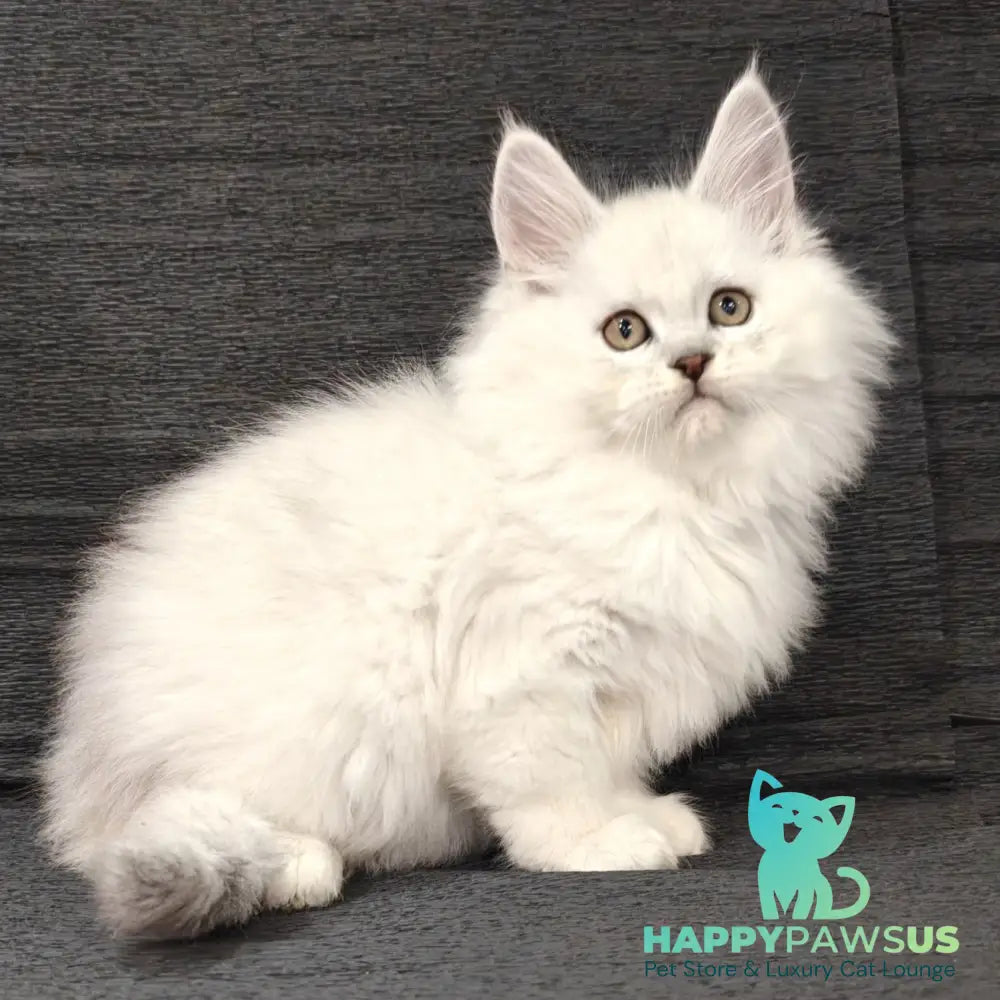 Nelson Maine Coon male black silver shaded - live animals