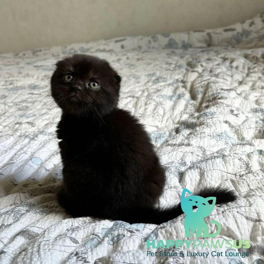 Nelson Scottish Fold male black - live animals