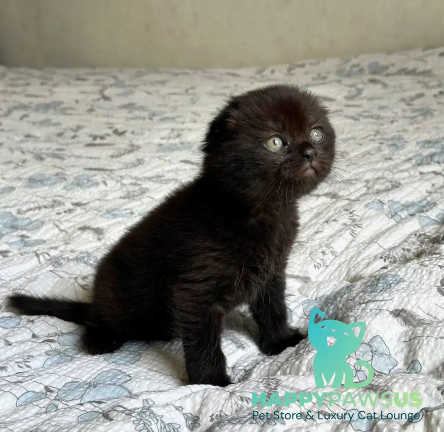 Nelson Scottish Fold male black - live animals
